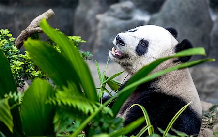 simsearch:400-08154053,k - Hungry giant panda bear eating bamboo Stock Photo - Budget Royalty-Free & Subscription, Code: 400-08154061
