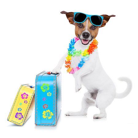 simsearch:400-08164465,k - jack russell dog packing luggage and baggage and a suitcase for summer holiday vacation, wearing sunglasses and a flower chain isolated on white background Stock Photo - Budget Royalty-Free & Subscription, Code: 400-08154071