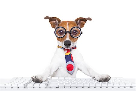 simsearch:400-08164465,k - jack russell  secretary dog booking a reservation online using a pc computer laptop keyboard , isolated on white background Stock Photo - Budget Royalty-Free & Subscription, Code: 400-08155054