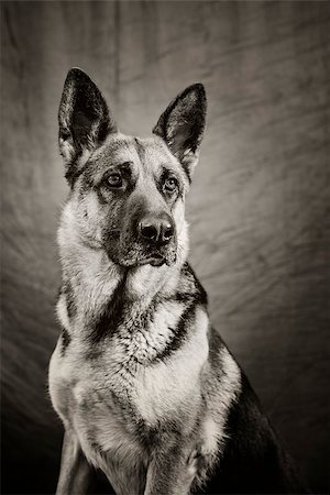 Black and white picture of a German Shepherd posing for camera with background. Stock Photo - Budget Royalty-Free & Subscription, Code: 400-08155351