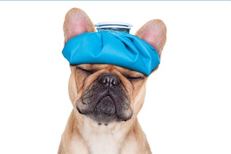 french bulldog dog  with  headache and hangover with ice bag or ice pack on head, eyes closed suffering , isolated on white background Stock Photo - Budget Royalty-Free & Subscription, Code: 400-08155394