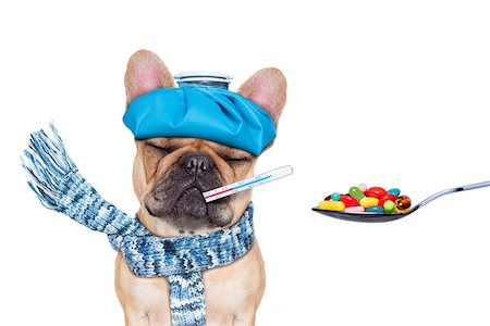 french bulldog dog  with  headache and hangover with ice bag or ice pack on head,thermometer in mouth with  fever, eyes closed suffering ,medication of  pills in a spoon,  isolated on white background Stock Photo - Budget Royalty-Free & Subscription, Code: 400-08155396