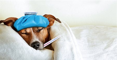 jack russell dog sleeping in bed with high fever temperature, ice bag on head, thermometer in mouth, covered by a blanket Stock Photo - Budget Royalty-Free & Subscription, Code: 400-08155397