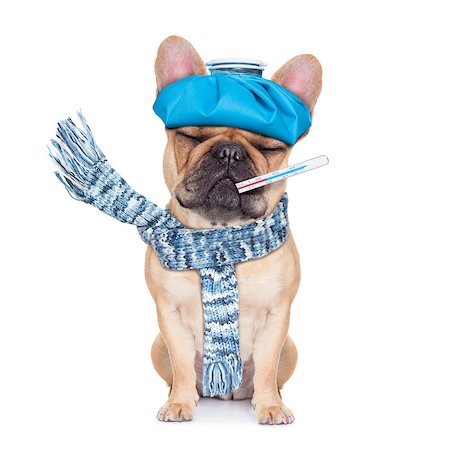 french bulldog dog  with  headache and hangover with ice bag or ice pack on head,thermometer in mouth with high fever, eyes closed suffering , isolated on white background Stock Photo - Budget Royalty-Free & Subscription, Code: 400-08155393