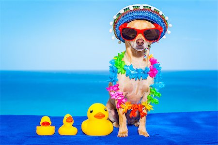 simsearch:400-08164465,k - chihuahua dog  with family of plastic rubber ducks, abandoned by owner Stock Photo - Budget Royalty-Free & Subscription, Code: 400-08158122