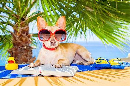 simsearch:400-08164465,k - chihuahua dog reading a book and relaxing under the palm at the beach , enjoying the summer vacation holidays Stock Photo - Budget Royalty-Free & Subscription, Code: 400-08158135