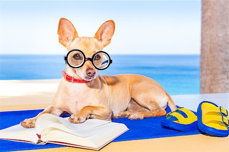 simsearch:400-08164465,k - chihuahua dog reading a book and relaxing under the palm at the beach , enjoying the summer vacation holidays Stock Photo - Budget Royalty-Free & Subscription, Code: 400-08158209