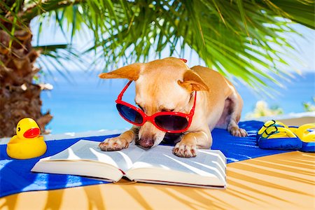 simsearch:400-08164465,k - chihuahua dog reading a book and relaxing under the palm at the beach , enjoying the summer vacation holidays Stock Photo - Budget Royalty-Free & Subscription, Code: 400-08158216