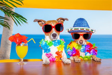 dog in heat - funny cool couple of  dogs drinking cocktails at the bar in a  beach club party with ocean view on summer vacation holidays Foto de stock - Super Valor sin royalties y Suscripción, Código: 400-08158210