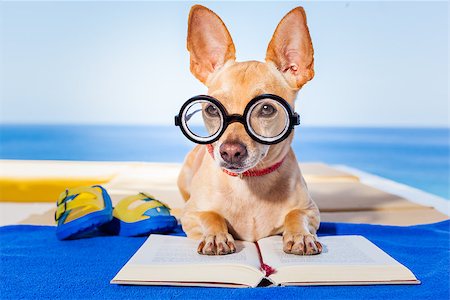 simsearch:400-08164465,k - chihuahua dog reading a book and relaxing under the palm at the beach , enjoying the summer vacation holidays Stock Photo - Budget Royalty-Free & Subscription, Code: 400-08158211
