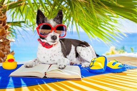 simsearch:400-08164465,k - terrier dog reading a book and relaxing under the palm at the beach , enjoying the summer vacation holidays Stock Photo - Budget Royalty-Free & Subscription, Code: 400-08158227