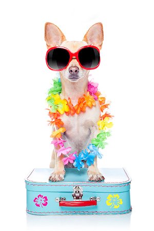 simsearch:400-08164465,k - chihuahua dog with bags and luggage or baggage, ready for summer vacation holidays at the beach, isolated on white background Stock Photo - Budget Royalty-Free & Subscription, Code: 400-08158245
