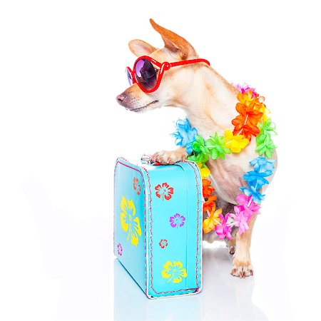 simsearch:400-08164465,k - chihuahua dog with bags and luggage or baggage, ready for summer vacation holidays , looking to the side , empty space, isolated on white background Stock Photo - Budget Royalty-Free & Subscription, Code: 400-08158249
