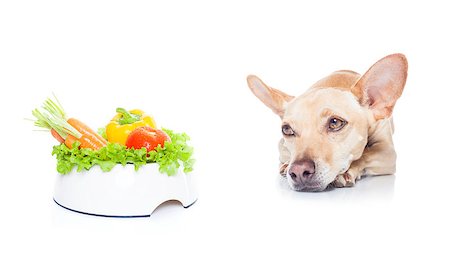 simsearch:400-05106591,k - chihuahua dog with  healthy  vegan or vegetarian  food bowl, isolated on white background Stock Photo - Budget Royalty-Free & Subscription, Code: 400-08158254