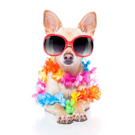 simsearch:400-08164465,k - chihuahua dog with bags and luggage or baggage, ready for summer vacation holidays at the beach, isolated on white background Stock Photo - Budget Royalty-Free & Subscription, Code: 400-08158251
