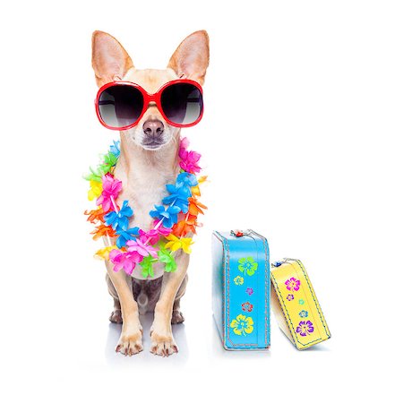 simsearch:400-08164465,k - chihuahua dog with bags and luggage or baggage, ready for summer vacation holidays at the beach, isolated on white background Stock Photo - Budget Royalty-Free & Subscription, Code: 400-08158252