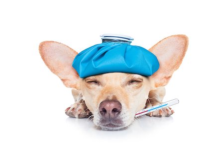chihuahua dog with  headache and hangover with ice bag or ice pack on head,thermometer in mouth with high fever, eyes closed suffering , isolated on white background Stock Photo - Budget Royalty-Free & Subscription, Code: 400-08158435
