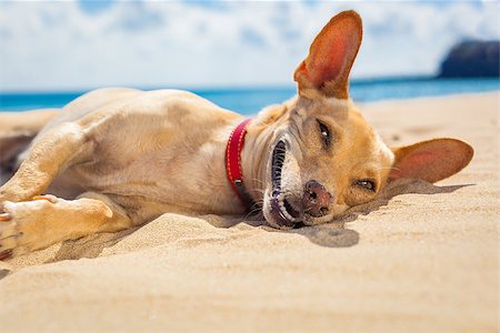 chihuahua dog  relaxing and resting , lying on the sand at the beach on summer vacation holidays, ocean shore behind Stock Photo - Budget Royalty-Free & Subscription, Code: 400-08159205