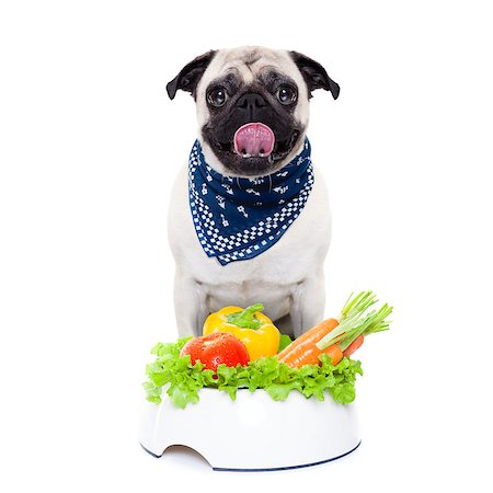 simsearch:400-05106591,k - pug dog  with  healthy  vegan food bowl, isolated on white background Stock Photo - Budget Royalty-Free & Subscription, Code: 400-08152534