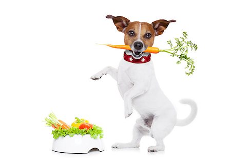 simsearch:400-05106591,k - jack russell dog  with  healthy  vegan food bowl, isolated on white background, while standing Stock Photo - Budget Royalty-Free & Subscription, Code: 400-08152531