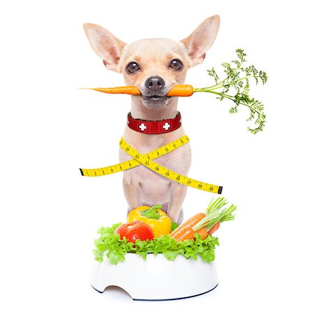 simsearch:400-05106591,k - healthy hungry chihuahua dog with measuring tape and a healthy vegan food bowl , carrot in mouth, isolated on white background Stock Photo - Budget Royalty-Free & Subscription, Code: 400-08152532