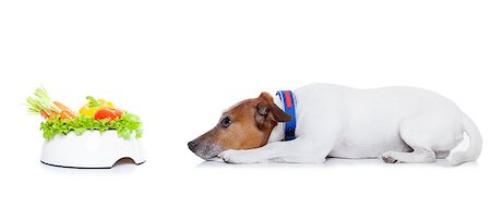 simsearch:400-05106591,k - jack russell dog  with  healthy  vegan food bowl, isolated on white background, while lying on the floor Stock Photo - Budget Royalty-Free & Subscription, Code: 400-08152533
