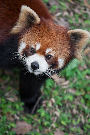 simsearch:400-08154053,k - The red panda Ailurus fulgens, also known as Lesser Panda and Red Cat-Bear, is a small arboreal mammal native to the eastern Himalayas and south-western China. The red panda is endemic to the temperate forests of the Himalayas, and ranges from the foothills of western Nepal to China in the east. Its range also includes southern Tibet, Sikkim and Assam in India, Bhutan, the northern mountains of Bu Stock Photo - Budget Royalty-Free & Subscription, Code: 400-08152607
