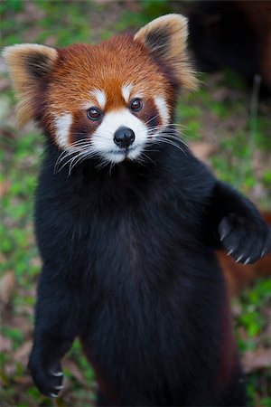 simsearch:400-08154053,k - The red panda Ailurus fulgens, also known as Lesser Panda and Red Cat-Bear, is a small arboreal mammal native to the eastern Himalayas and south-western China. The red panda is endemic to the temperate forests of the Himalayas, and ranges from the foothills of western Nepal to China in the east. Its range also includes southern Tibet, Sikkim and Assam in India, Bhutan, the northern mountains of Bu Stock Photo - Budget Royalty-Free & Subscription, Code: 400-08152608
