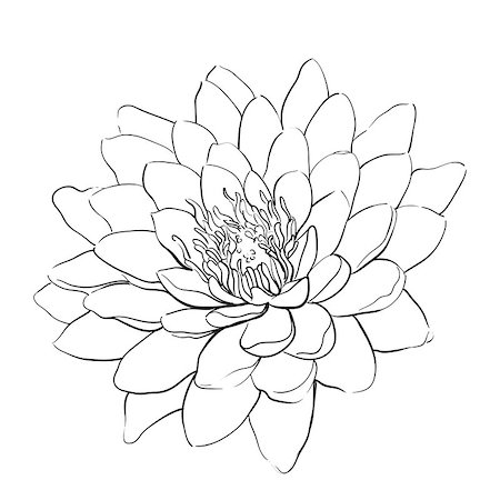outline lotus flower on white background Stock Photo - Budget Royalty-Free & Subscription, Code: 400-08164416