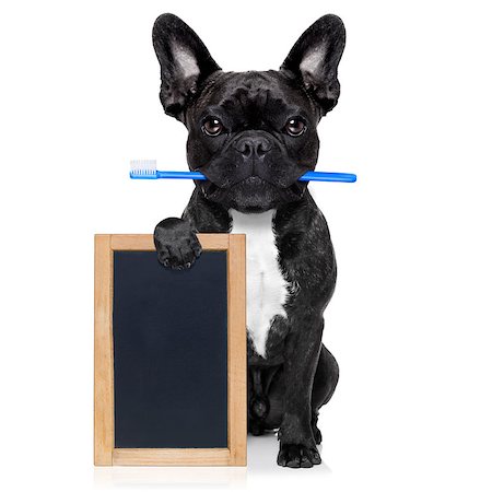 simsearch:400-08164465,k - french bulldog dog holding toothbrush with mouth at the dentist or dental veterinary, isolated on white background, holding a blank empty banner , placard or blackboard Stock Photo - Budget Royalty-Free & Subscription, Code: 400-08164460