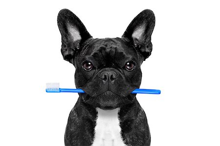 simsearch:400-08164465,k - french bulldog dog holding toothbrush with mouth at the dentist or dental veterinary, isolated on white background Stock Photo - Budget Royalty-Free & Subscription, Code: 400-08164472