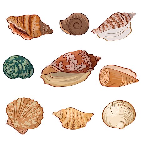 simsearch:400-08646884,k - Set different seashells isolated on white background. Vector Stock Photo - Budget Royalty-Free & Subscription, Code: 400-08165586
