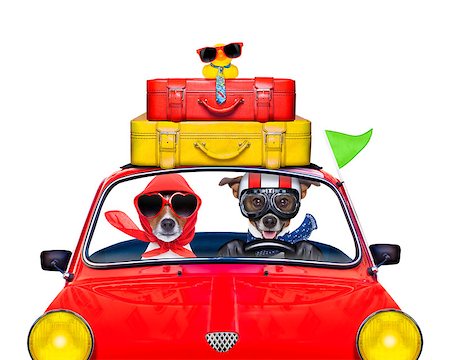 funny driver photos - couple of jack russell just married dogs driving a car for summer vacation holidays or honeymoon , isolated on white background, stack of luggage or bags on top Stock Photo - Budget Royalty-Free & Subscription, Code: 400-08160870