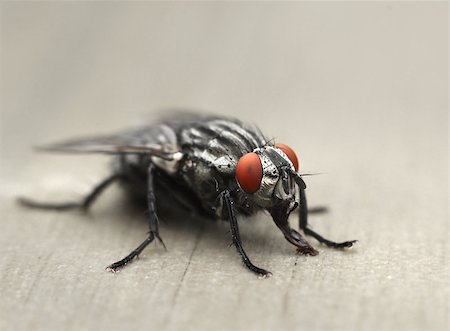 Common housefly on table, macro closeup Stock Photo - Budget Royalty-Free & Subscription, Code: 400-08162107