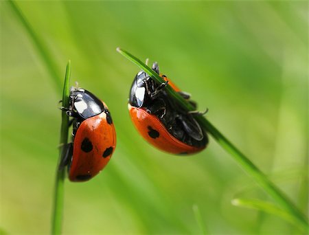 Two red ladybirds climbing in green spring grass blades Photographie de stock - Aubaine LD & Abonnement, Code: 400-08162112