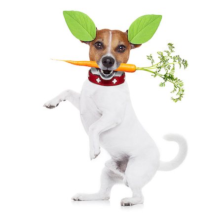 simsearch:400-05106591,k - jack russell dog  with  healthy  vegan food , isolated on white background, while standing Stock Photo - Budget Royalty-Free & Subscription, Code: 400-08162263