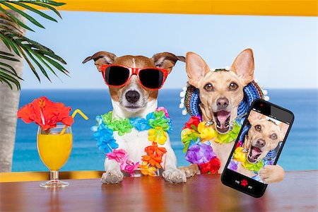 simsearch:400-08164465,k - two funny drunk dogs with a summer cocktail ,while taking a selfie with a smartphone telephone , on summer vacation holidays Stock Photo - Budget Royalty-Free & Subscription, Code: 400-08162366
