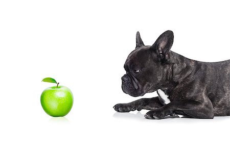 simsearch:400-05106591,k - french bulldog  dog and a green apple, isolated on white background, isolated on white background Stock Photo - Budget Royalty-Free & Subscription, Code: 400-08162368