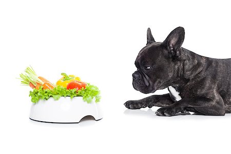 simsearch:400-05106591,k - french bulldog  dog with a vegan vegetarian healthy  food bowl, isolated on white background Stock Photo - Budget Royalty-Free & Subscription, Code: 400-08162372