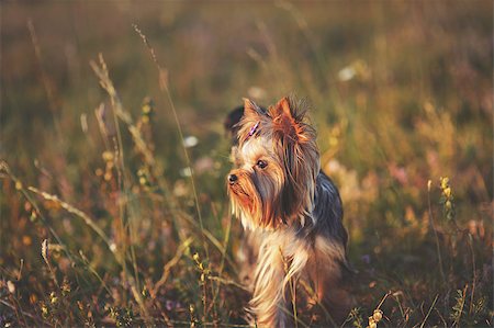 simsearch:400-04185637,k - Puppy yorkshire terrier outdoor with bow-tie on head in sunset light. Stock Photo - Budget Royalty-Free & Subscription, Code: 400-08162572