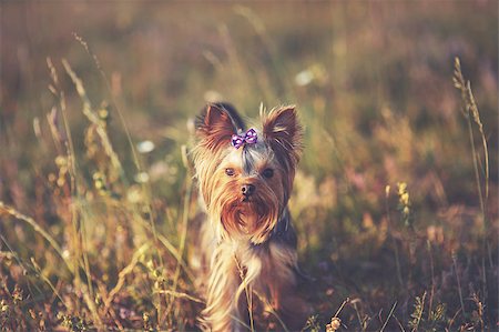 simsearch:400-04185637,k - Puppy yorkshire terrier outdoor with bow-tie on head in sunset light. Stock Photo - Budget Royalty-Free & Subscription, Code: 400-08162573