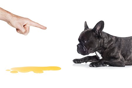 french bulldog dog being punished for urinate or pee  at home by his owner, isolated on white background Stock Photo - Budget Royalty-Free & Subscription, Code: 400-08162614