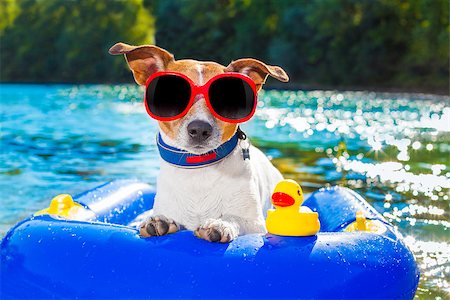 dog in heat - jack russell dog sitting on an inflatable  mattress in water by the  sea, river or lake in summer holiday vacation , rubber plastic toy included toy included Stock Photo - Budget Royalty-Free & Subscription, Code: 400-08163301