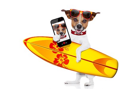 simsearch:400-08164465,k - silly funny cool  surfer dog holding  fancy surf board taking a selfie, isolated on white background Stock Photo - Budget Royalty-Free & Subscription, Code: 400-08163565