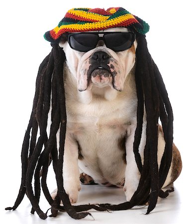 funny dog with dreadlock wig on white background Stock Photo - Budget Royalty-Free & Subscription, Code: 400-08186101