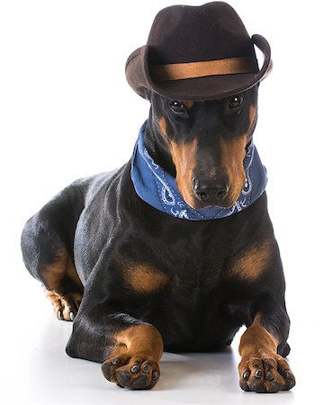 pinscher - country dog - doberman pinscher dressed up with cowboy hat and bandanna on white background Photographie de stock - Aubaine LD & Abonnement, Code: 400-08186152