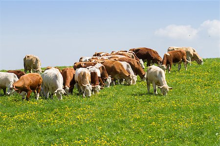 simsearch:400-05323136,k - Herd of cows at spring green field Foto de stock - Super Valor sin royalties y Suscripción, Código: 400-08186354