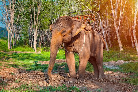 simsearch:400-04636750,k - Elephant stands in the middle of the forest in the jungle. Krabi province, Thailand Stock Photo - Budget Royalty-Free & Subscription, Code: 400-08186437