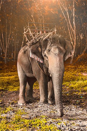 simsearch:400-04636750,k - Elephant stands in the middle of the forest in the jungle. Krabi province, Thailand Stock Photo - Budget Royalty-Free & Subscription, Code: 400-08187890