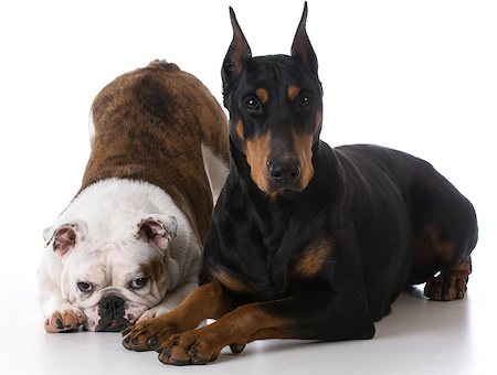 pinscher - two dogs - bulldog and doberman together on white background Photographie de stock - Aubaine LD & Abonnement, Code: 400-08187914